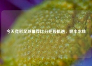 今天竞彩足球推荐比分把握机遇，稳中求胜