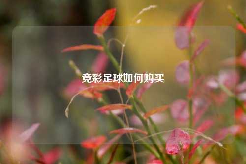 竞彩足球如何购买