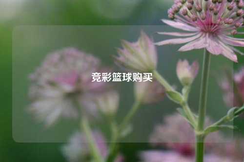 竞彩篮球购买